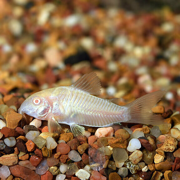 Albino Corydoras Cat (C. Aeneus)