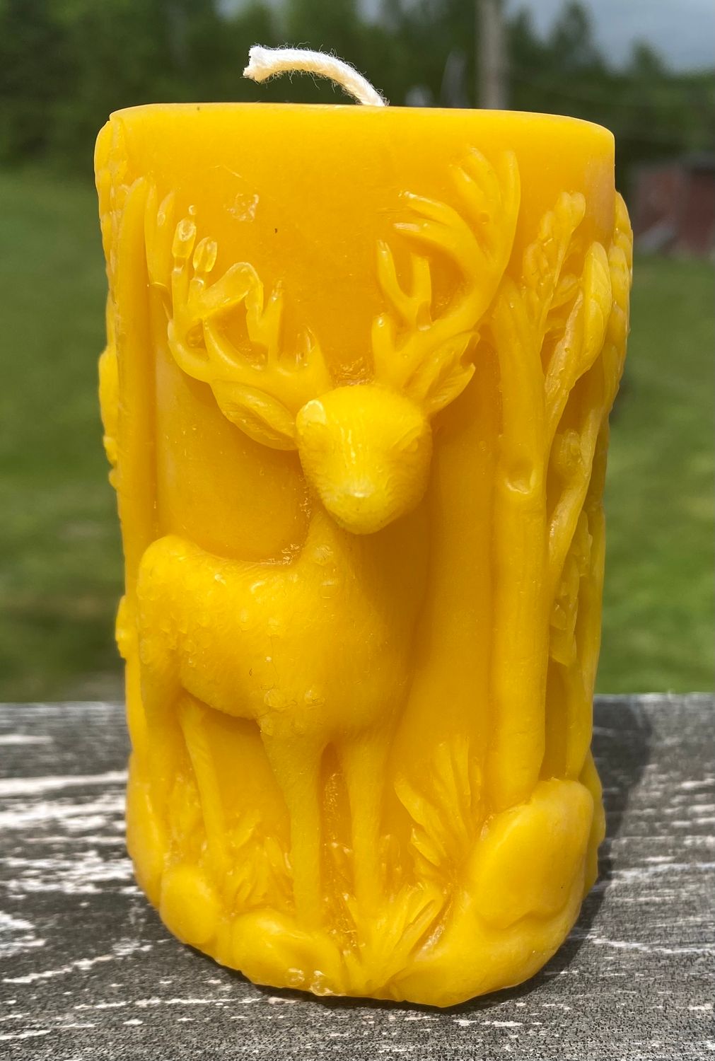 Deer