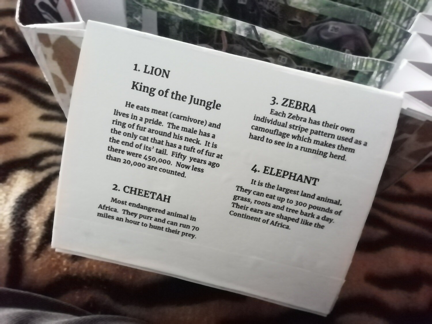 Safari Tunnel Book