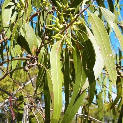 Eucalyptus radié - he