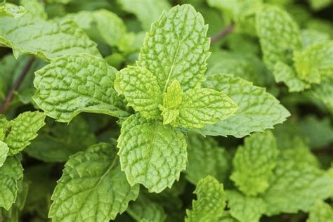 Menthe pouliot - he