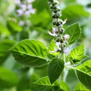 Basilic sacré ou Tulsi - he