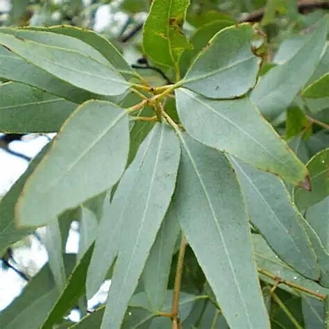Eucalyptus staigeriana - he