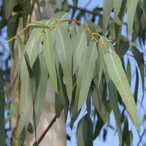 Eucalyptus mentholé - he