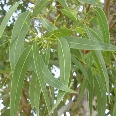Eucalyptus globulus - he