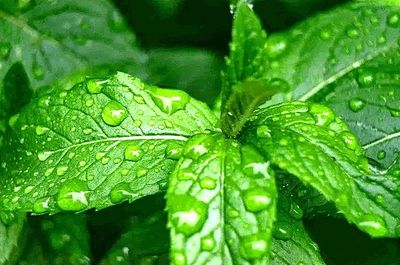Menthe poivrée - hydrolat
