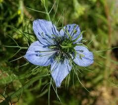 Nigelle - hv