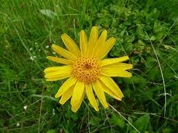 Arnica (macérât) - 100/200ml