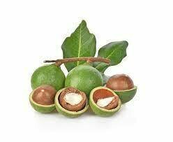 Calophylle inophyle (Tamanu) - hv