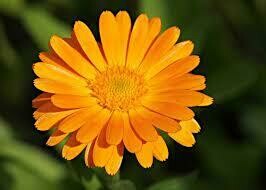 Calendula (macérât)