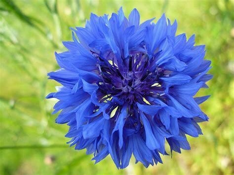 Bleuet - hydrolat
