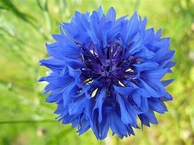 Bleuet - hydrolat