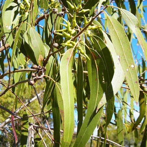 Eucalyptus radié - he - 50/100ml - bio