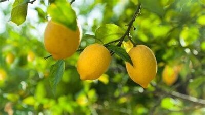 Citron - he - 30/50/100ml
