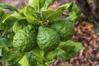 Bergamote - he - 30/50ml