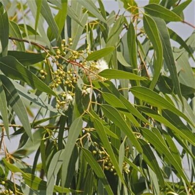 Eucalyptus citronné - he - 50/100ml