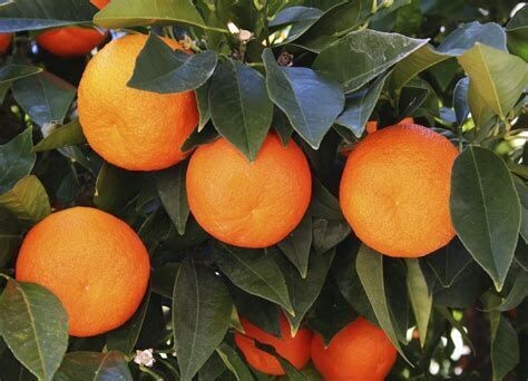 Orange douce - he - 50/100ml