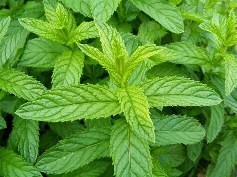 Menthe poivrée - he - 30/50/100ml - bio
