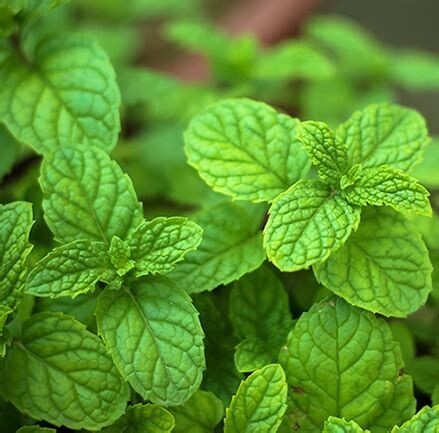 Menthe bergamote - he - 30/50/100ml - conv.