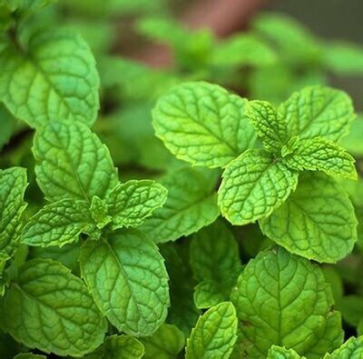 Menthe bergamote - he - 30/50/100ml - conv.