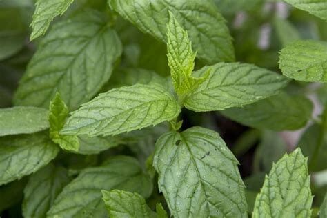 Menthe verte ou Nana - he - 30/50/100ml