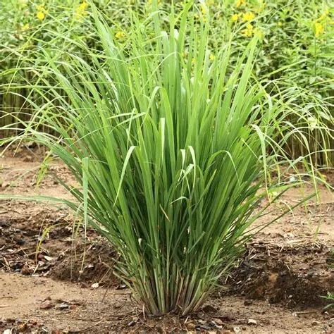 Lemongrass - he - 30/50ml