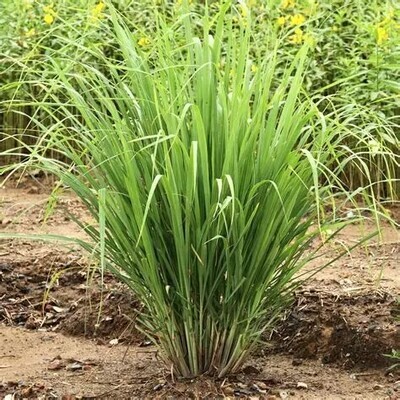 Lemongrass - he - 30/50ml
