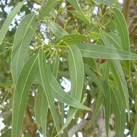 Eucalyptus globulus - he - 30/50ml