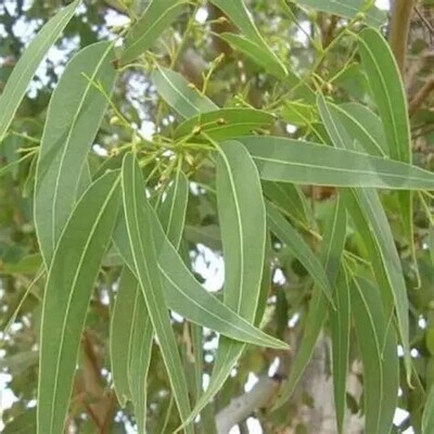 Eucalyptus globulus - he - 30/50ml
