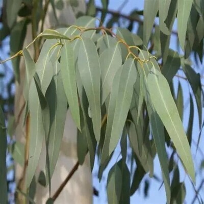 Eucalyptus mentholé - he - 30/50ml