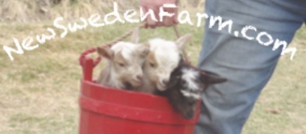 New Sweden Farm