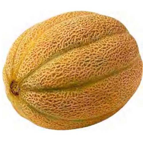 Fresh Sweet Cantaloupes, Each