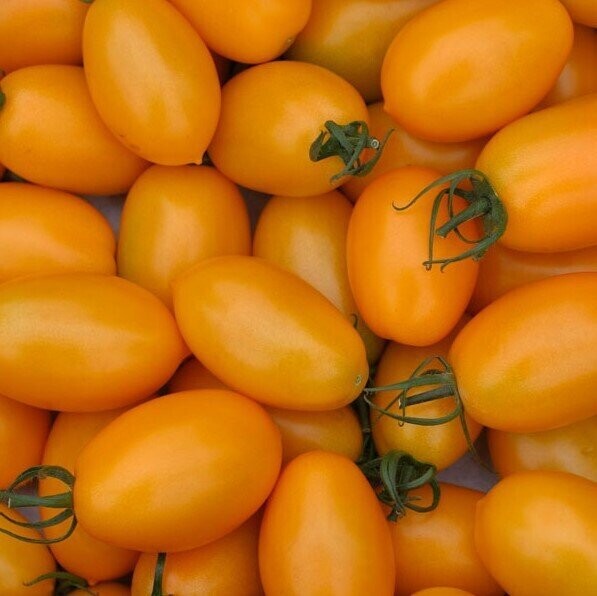 DATTERINI GIALLI  | 500gr