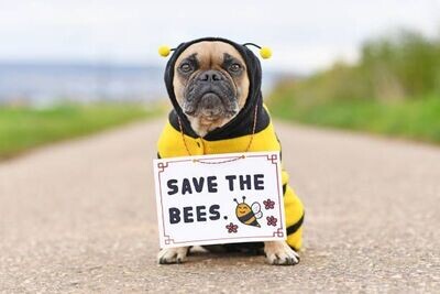 Bienenprodukte