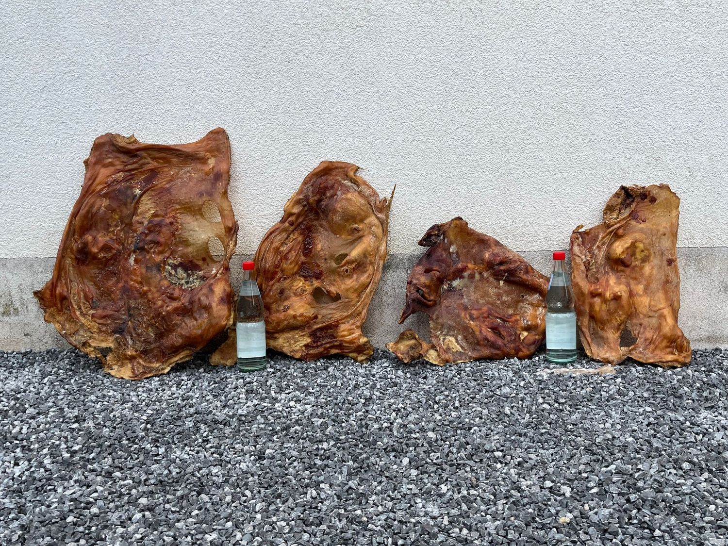 Rinder Kopfhautplatte XXL getrocknet