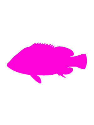 Fisch