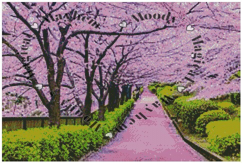 Cherry Blossoms