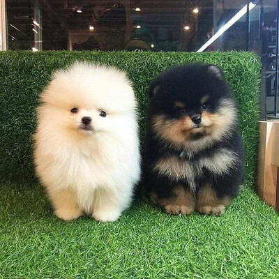 Teacup pomeranian full hotsell grown for sale