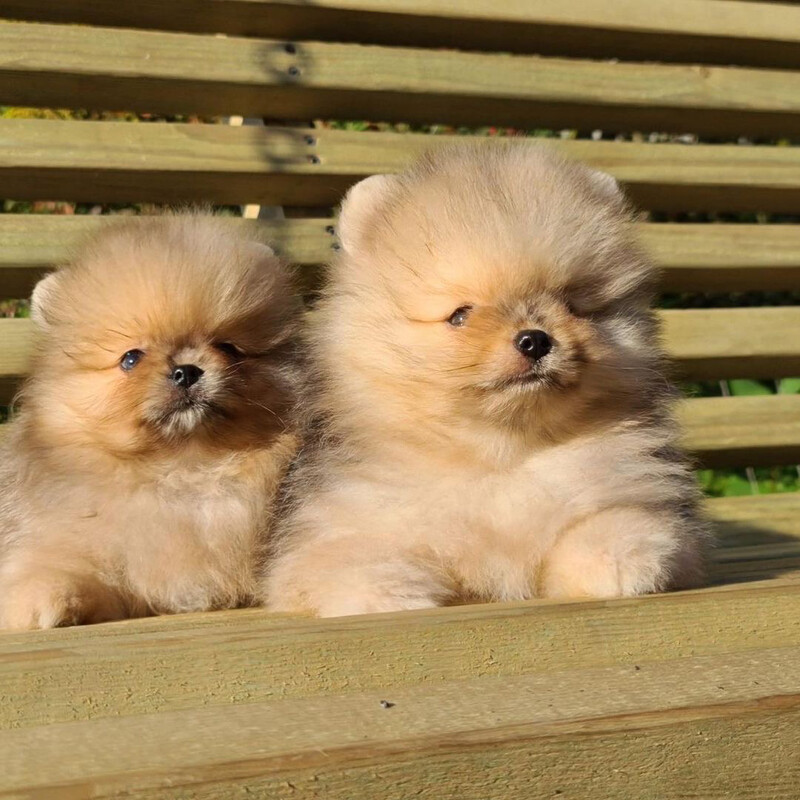 Teacup Puppies For Sale Pomeranian