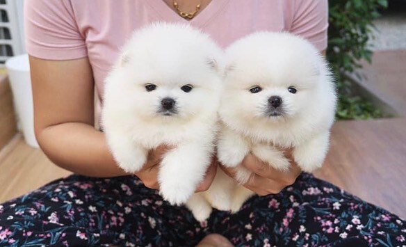 Teacup Pomeranian Puppies