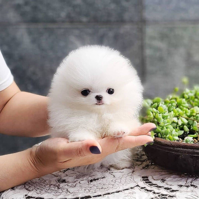 Pomeranian Puppies For Sale