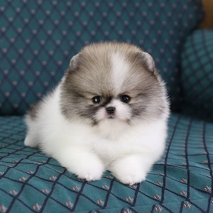 Teacup Pomeranian Puppies For Sale