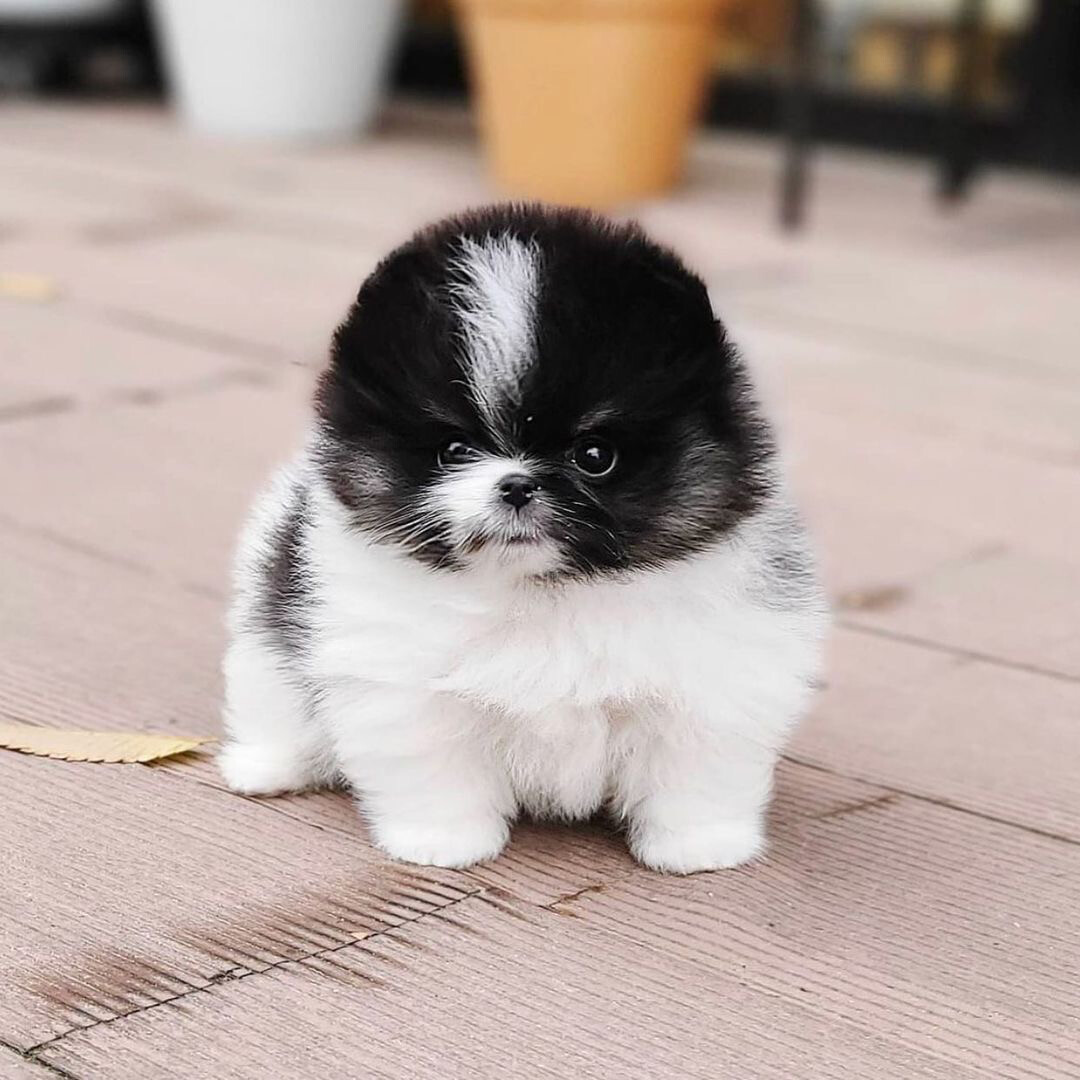 Pomeranian Puppies For Sale Near Me
