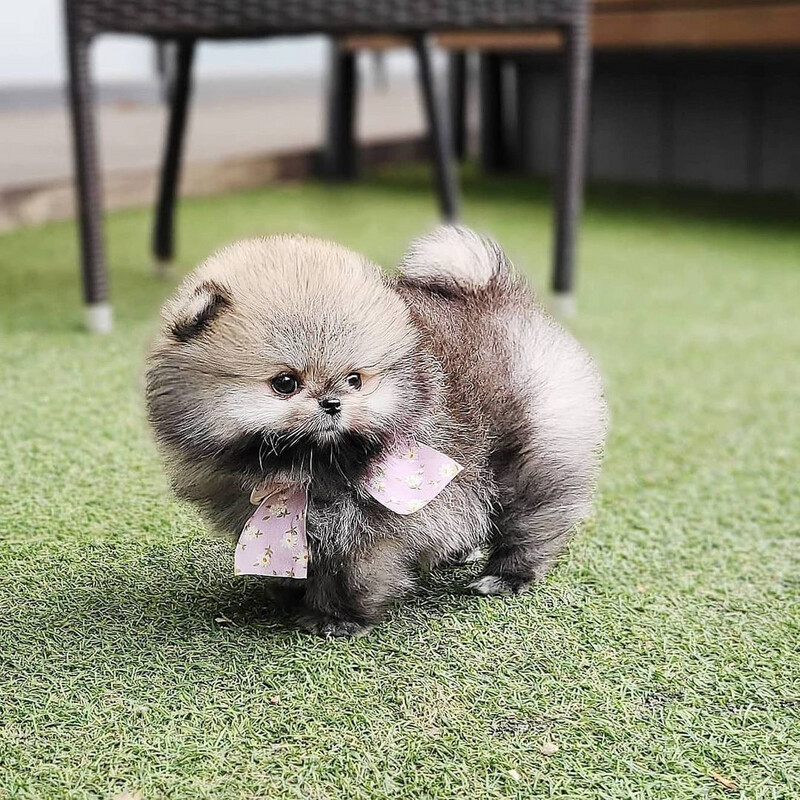Teacup Pomeranian Puppies for Sale Near Me