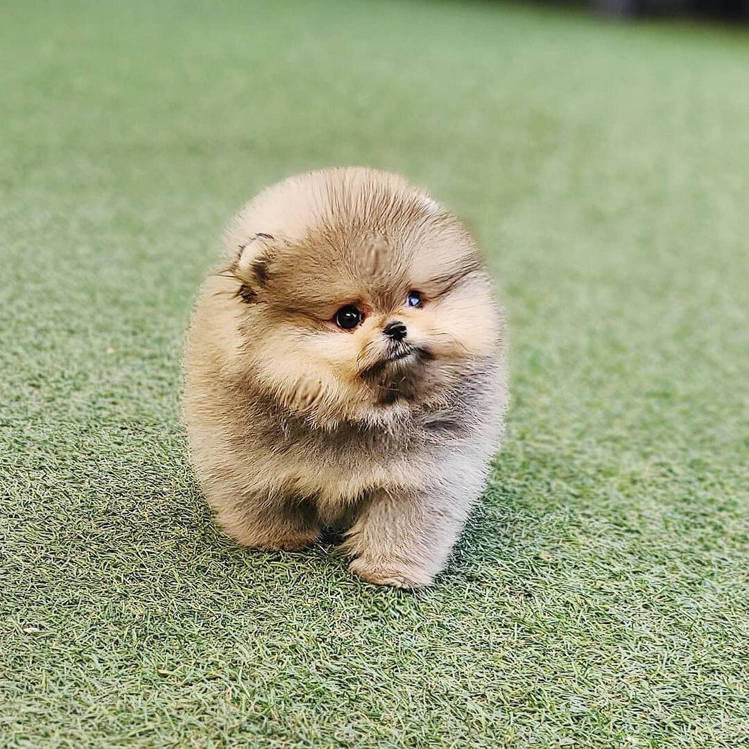 Teddy Bear Pomeranian Puppies for Sale