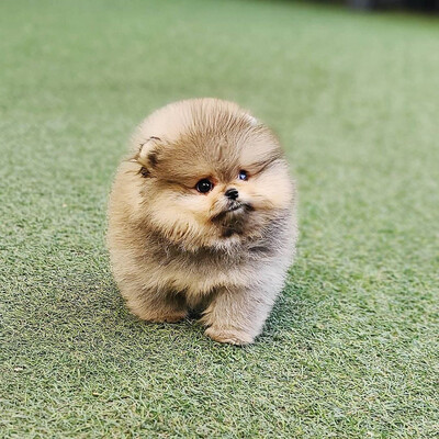 Bear pomeranian for sale