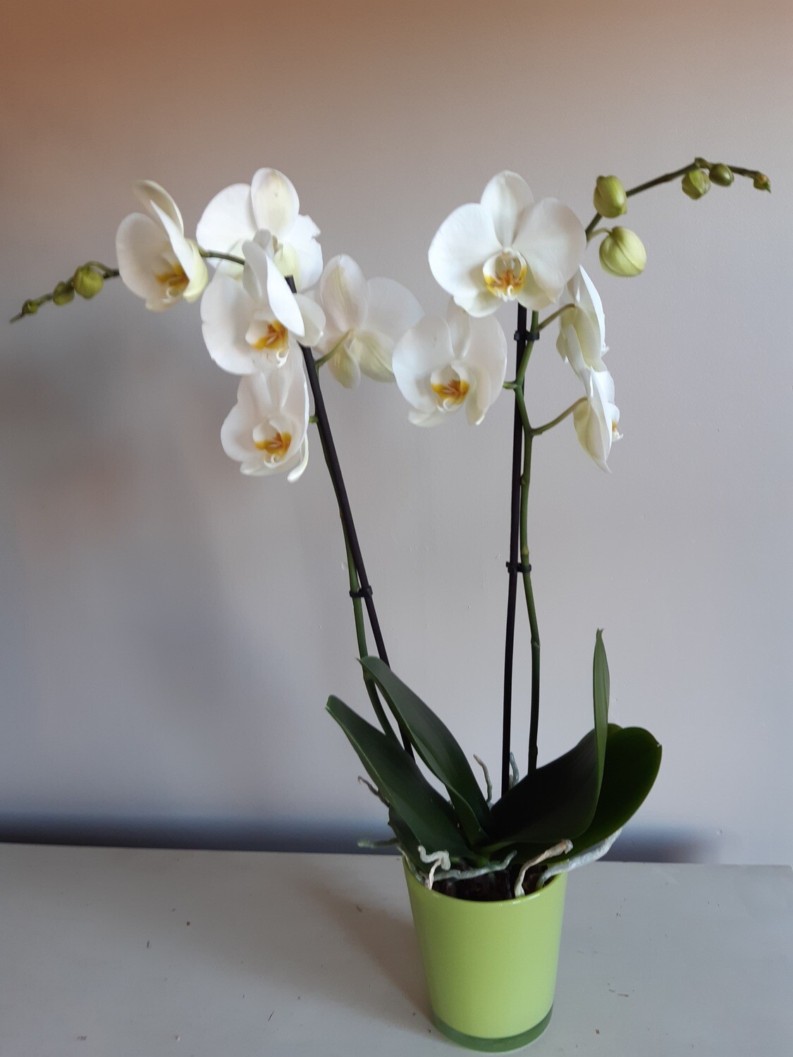 Orchidée Blanche avec pot