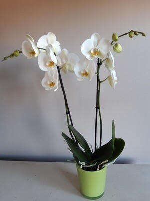 Orchidée Blanche avec pot