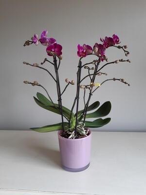 Orchidée Rose avec pot