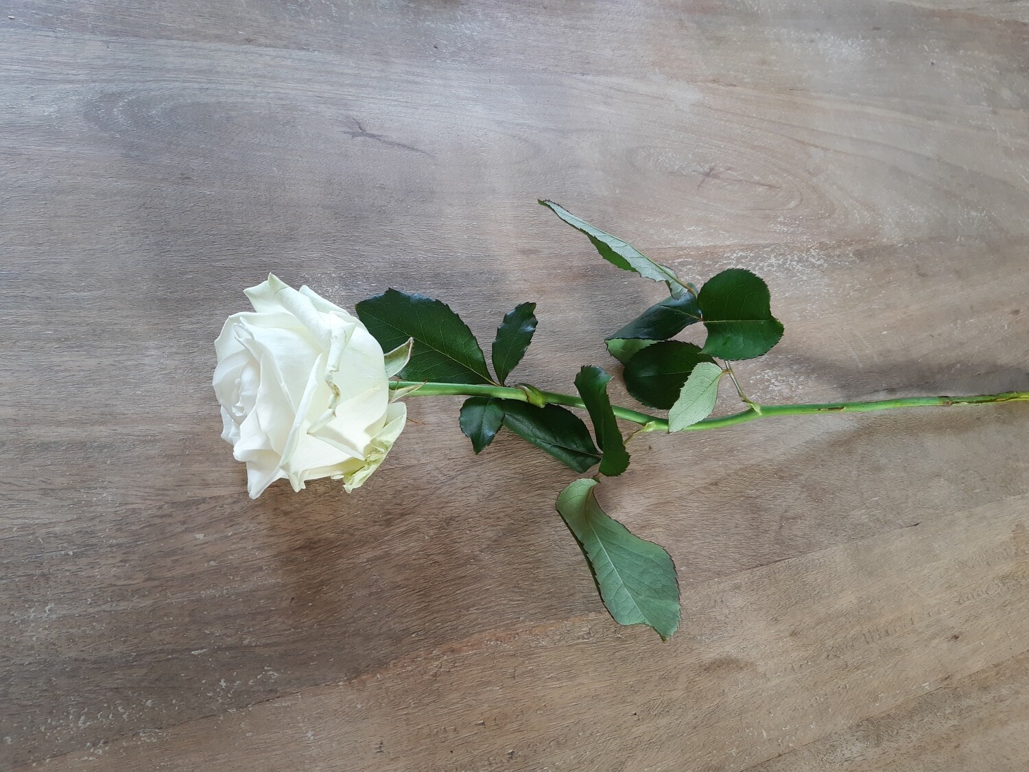 Rose Blanche